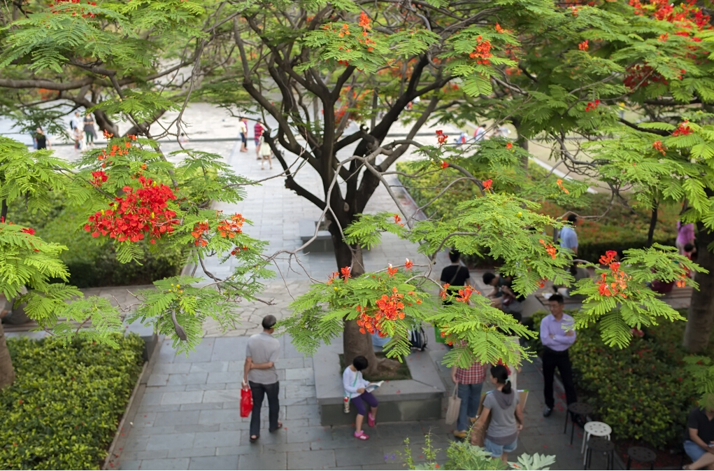 PCB廠之鳳凰花開(kāi)&ldquo;紅&rdquo;遍深圳