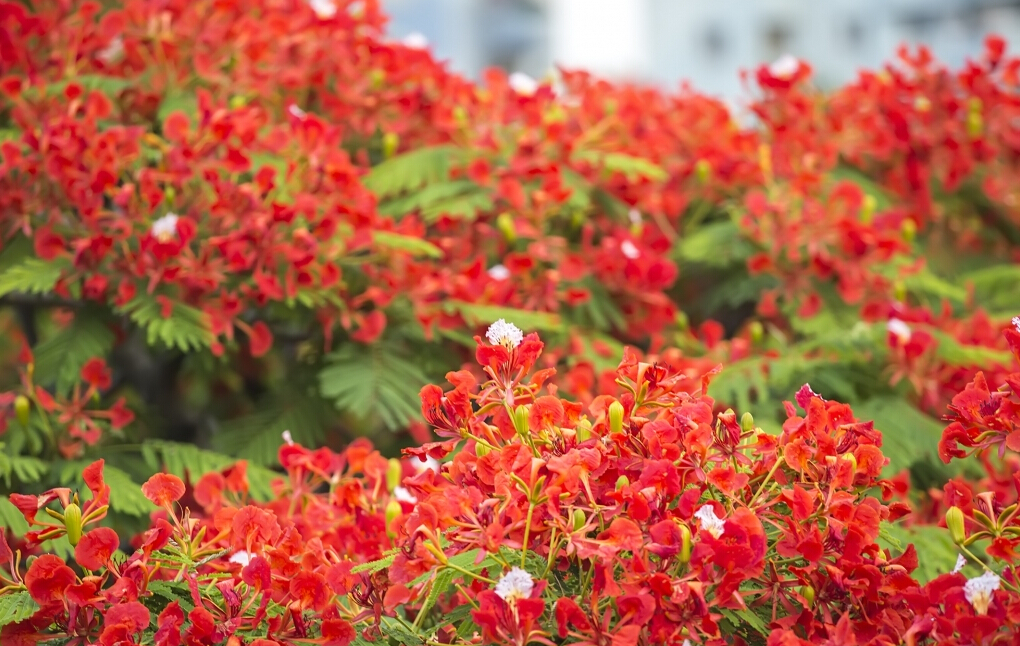 PCB廠之鳳凰花開(kāi)&ldquo;紅&rdquo;遍深圳