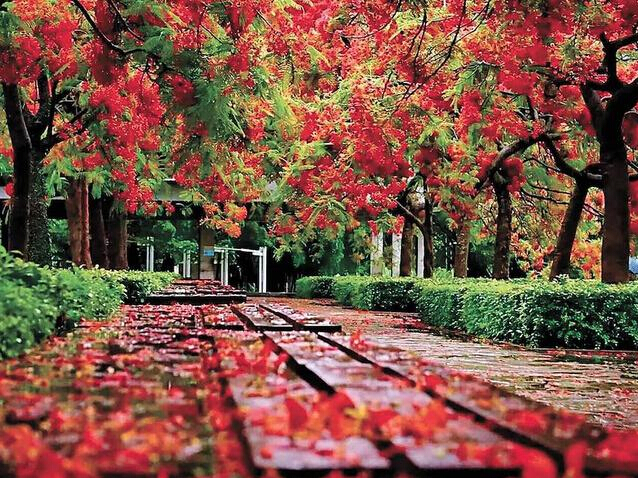 PCB廠之鳳凰花開(kāi)&ldquo;紅&rdquo;遍深圳