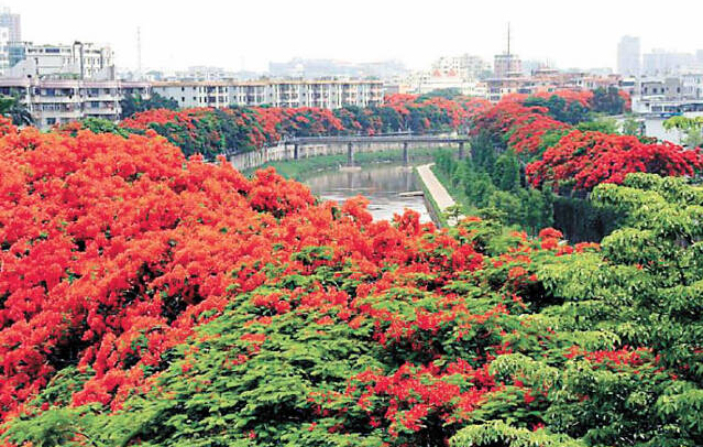 PCB廠之鳳凰花開(kāi)&ldquo;紅&rdquo;遍深圳